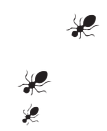 Ants